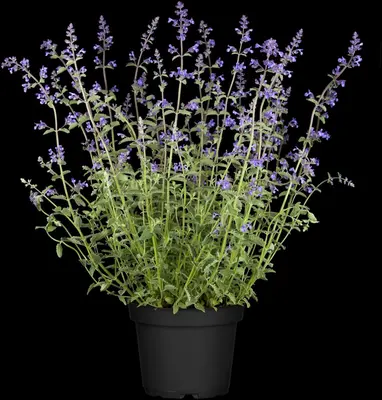 Nepeta x faassenii 'Walker´s Low' (Kattenkruid 'Walker´s Low') - afbeelding 5
