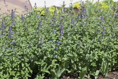 Nepeta x faassenii 'Walker´s Low' (Kattenkruid 'Walker´s Low') - afbeelding 2