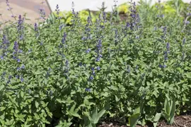 Nepeta x faassenii 'Walker´s Low' (Kattenkruid 'Walker´s Low') - afbeelding 2