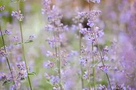 Nepeta x faassenii 'Walker´s Low' (Kattenkruid 'Walker´s Low') - afbeelding 6