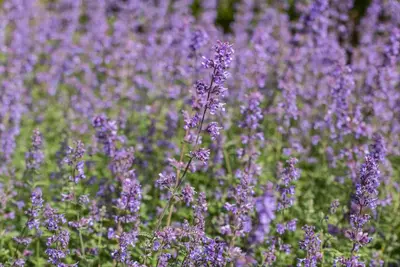 Nepeta x faassenii 'Walker´s Low' (Kattenkruid 'Walker´s Low') - afbeelding 8