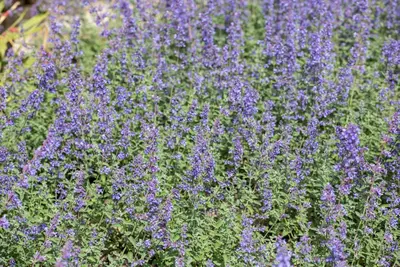 Nepeta x faassenii 'Walker´s Low' (Kattenkruid 'Walker´s Low') - afbeelding 9