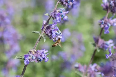 Nepeta x faassenii 'Walker´s Low' (Kattenkruid 'Walker´s Low') - afbeelding 11