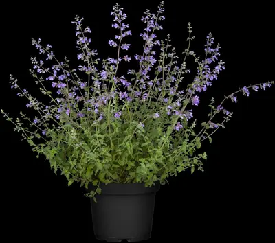 Nepeta x faassenii 'Walker´s Low' (Kattenkruid 'Walker´s Low') - afbeelding 3
