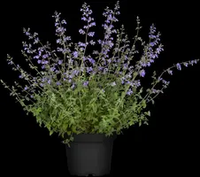 Nepeta x faassenii 'Walker´s Low' (Kattenkruid 'Walker´s Low') - afbeelding 3