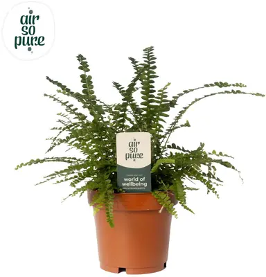 Nephrolepis cordifolia 'Duffi' (Krulvaren) 35cm - afbeelding 1