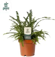 Nephrolepis cordifolia 'Duffi' (Krulvaren) 35cm - afbeelding 1