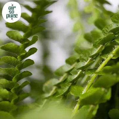Nephrolepis cordifolia 'Duffi' (Krulvaren) 35cm - afbeelding 2