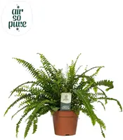 Nephrolepis exaltata 'Green Lady' (Krulvaren) 35cm - afbeelding 1