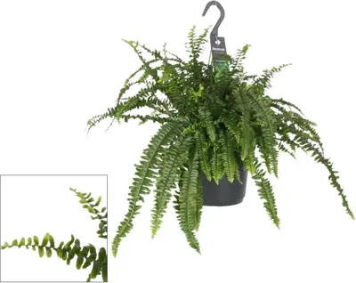Nephrolepis exaltata 'Green Lady' (Krulvaren) 40cm - afbeelding 1