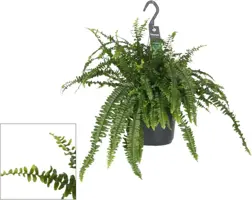 Nephrolepis exaltata 'Green Lady' (Krulvaren) 40cm - afbeelding 1