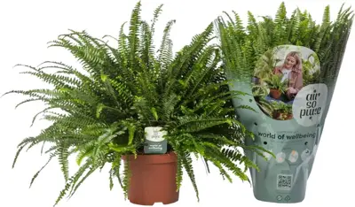 Nephrolepis exaltata 'Green Lady' (Krulvaren) 60cm - afbeelding 2