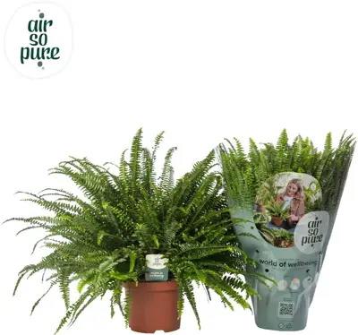 Nephrolepis exaltata 'Green Lady' (Krulvaren) 60cm - afbeelding 1