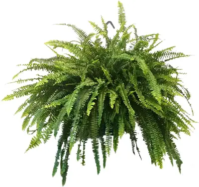 Nephrolepis exaltata 'Green Lady' (Krulvaren) 90cm - afbeelding 1