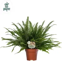 Nephrolepis green lady (Krulvaren) 60cm - afbeelding 1