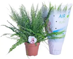 Nephrolepis green lady (Krulvaren) 60cm - afbeelding 1