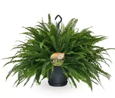 Nephrolepis green lady (Krulvaren) 60cm - afbeelding 1