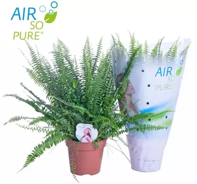 Nephrolepis green lady (Krulvaren) 60cm - afbeelding 2
