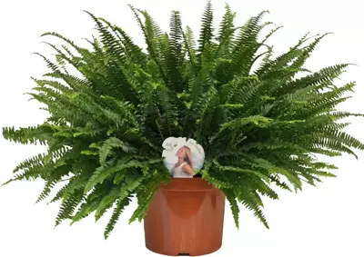 Nephrolepis green lady (Krulvaren) 80cm - afbeelding 1