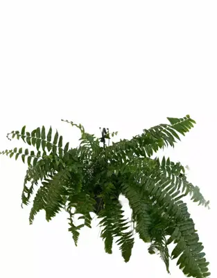 Nephrolepis macho (Krulvaren) 100cm - afbeelding 2