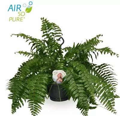 Nephrolepis macho (Krulvaren) 100cm - afbeelding 1