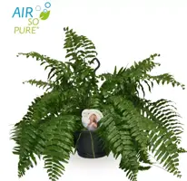 Nephrolepis macho (Krulvaren) 100cm - afbeelding 1