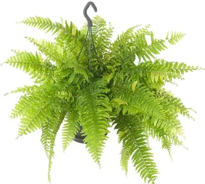 Nephrolepis tiger fern (Krulvaren) 60cm - afbeelding 1