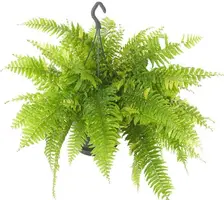 Nephrolepis tiger fern (Krulvaren) 60cm - afbeelding 1