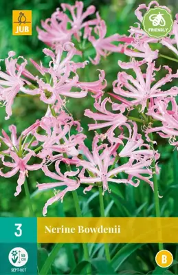 Nerine bowdenii 3 stuks - afbeelding 1