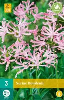 Nerine bowdenii 3 stuks - afbeelding 1