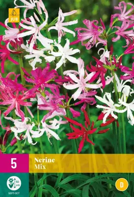 Nerine mix 5 stuks - afbeelding 1