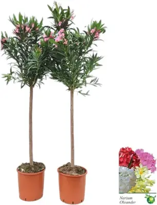 Nerium oleander 180cm - afbeelding 1