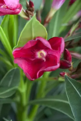 Nerium oleander 180cm - afbeelding 3