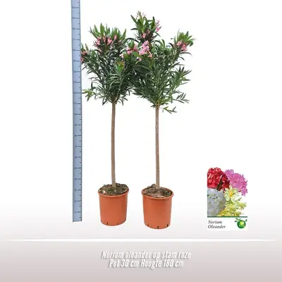 Nerium oleander 180cm - afbeelding 2