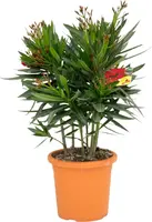 Nerium oleander 50cm - afbeelding 1