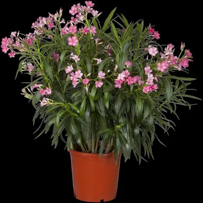 Nerium oleander 80cm - afbeelding 15