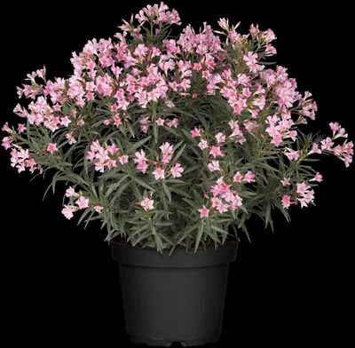 Nerium oleander 80cm - afbeelding 13