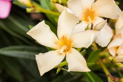 Nerium oleander 80cm - afbeelding 22