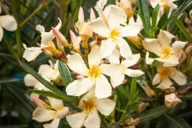 Nerium oleander 80cm - afbeelding 28