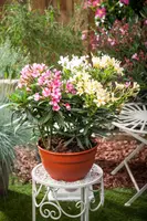 Nerium oleander 80cm - afbeelding 24