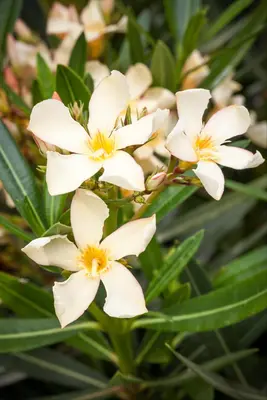 Nerium oleander 80cm - afbeelding 26