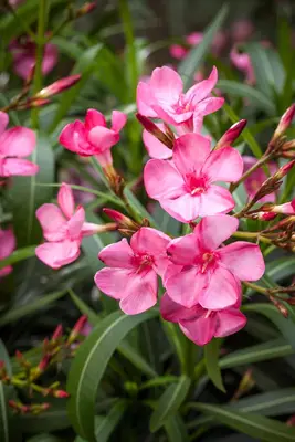 Nerium oleander 80cm - afbeelding 29