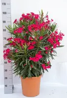 Nerium oleander 80cm - afbeelding 2