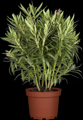 Nerium oleander 80cm - afbeelding 31