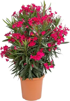 Nerium oleander 80cm - afbeelding 1
