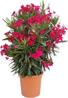 Nerium oleander 80cm - afbeelding 1