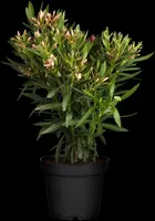 Nerium oleander 80cm - afbeelding 8