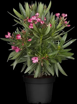 Nerium oleander 80cm - afbeelding 18