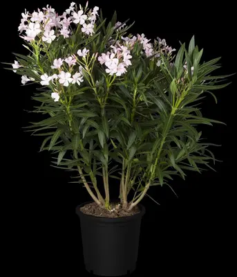 Nerium oleander 80cm - afbeelding 11