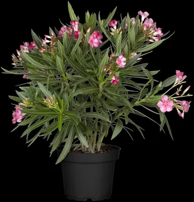 Nerium oleander 80cm - afbeelding 17